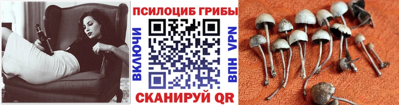 Галлюциногенные грибы мицелий  Кедровый 